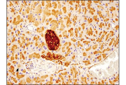 Immunohistochemistry Image 3: VAMP2 (D6O1A) Rabbit mAb