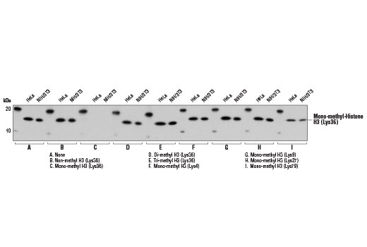 Western Blotting Image 2: Mono-Methyl-Histone H3 (Lys36) (D9J1D) Rabbit mAb