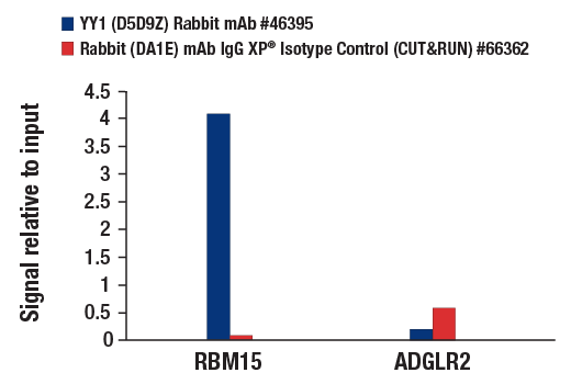 CUT & RUN Image 3: YY1 (D5D9Z) Rabbit mAb