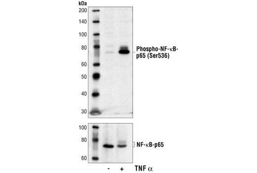 Western Blotting Image 1: Phospho-NF-κB p65 (Ser536) (7F1) Mouse mAb (BSA and Azide Free)