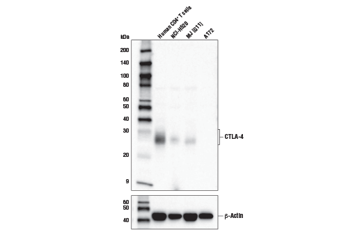 undefined Image 9: Human Exhausted T Cell Antibody Sampler Kit