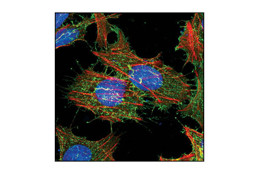 Immunofluorescence Image 2: CD44 (156-3C11) Mouse mAb (BSA and Azide Free)