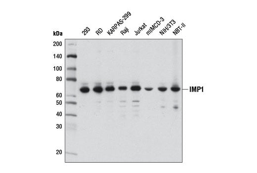 Western Blotting Image 1: IMP1 (D33A2) Rabbit mAb