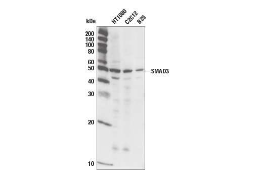 Western Blotting Image 2: SMAD3 (C67H9) Rabbit mAb (BSA and Azide Free)