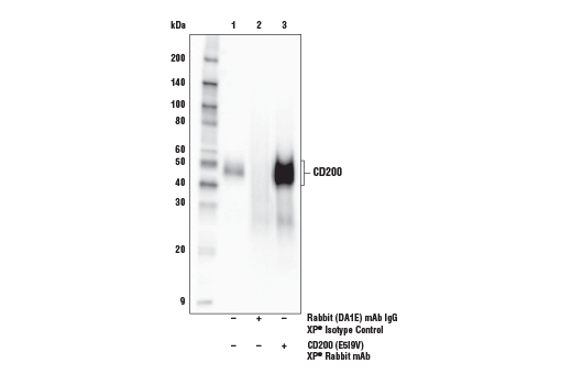 Immunoprecipitation Image 1: CD200 (E5I9V) XP<sup>®</sup> Rabbit mAb