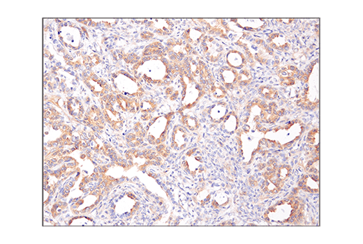 Immunohistochemistry Image 1: Phospho-AMPKα (Thr172) (40H9) Rabbit mAb (BSA and Azide Free)