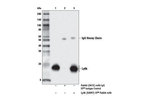 Immunoprecipitation Image 1: Ly6k (E4K8Y) XP<sup>®</sup> Rabbit mAb