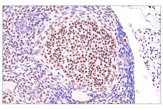 Immunohistochemistry Image 12: USP39 (E8U2M) Rabbit mAb