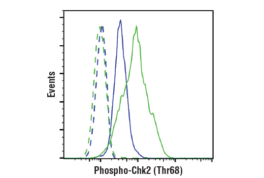 undefined Image 6: PhosphoPlus<sup>®</sup> Chk2 (Thr68) Antibody Duet