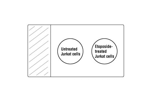 undefined Image 1: SignalStain<sup>®</sup> Proliferation/Apoptosis IHC Sampler Kit