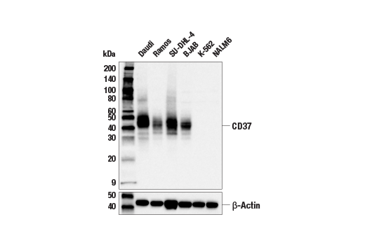 Western Blotting Image 1: CD37 (E4K2M) Rabbit mAb