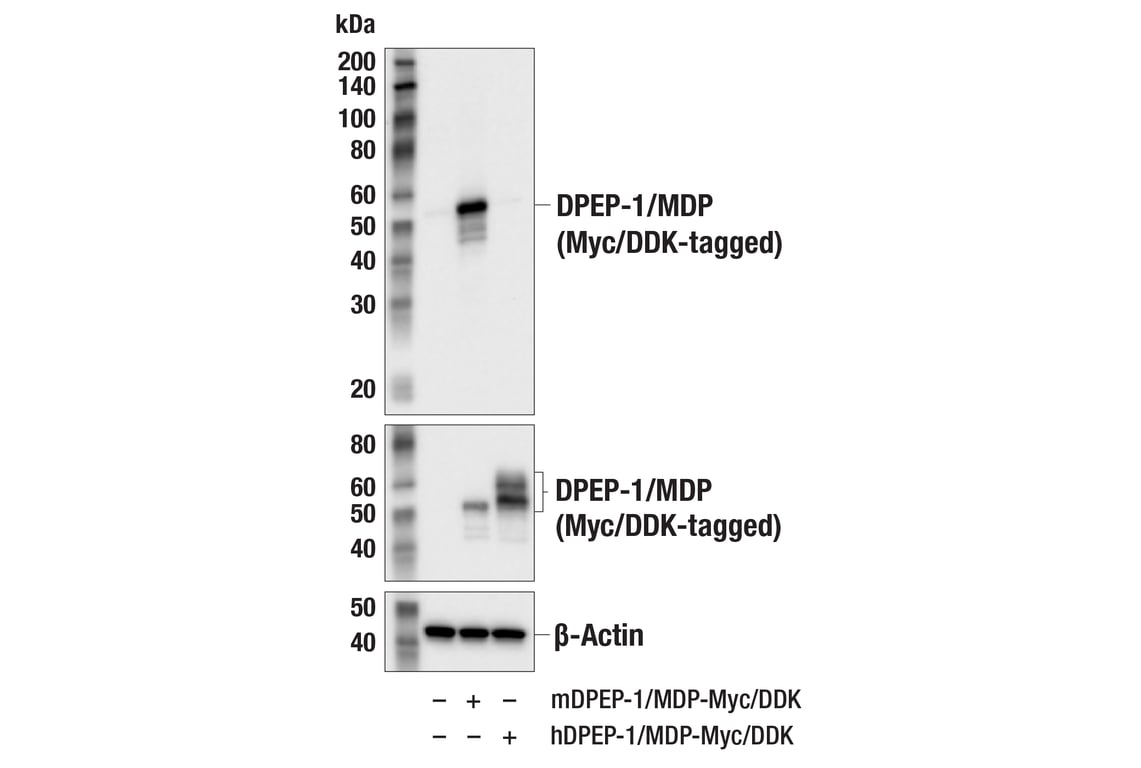 Western Blotting Image 3: DPEP-1/MDP (E5H7T) Rabbit mAb