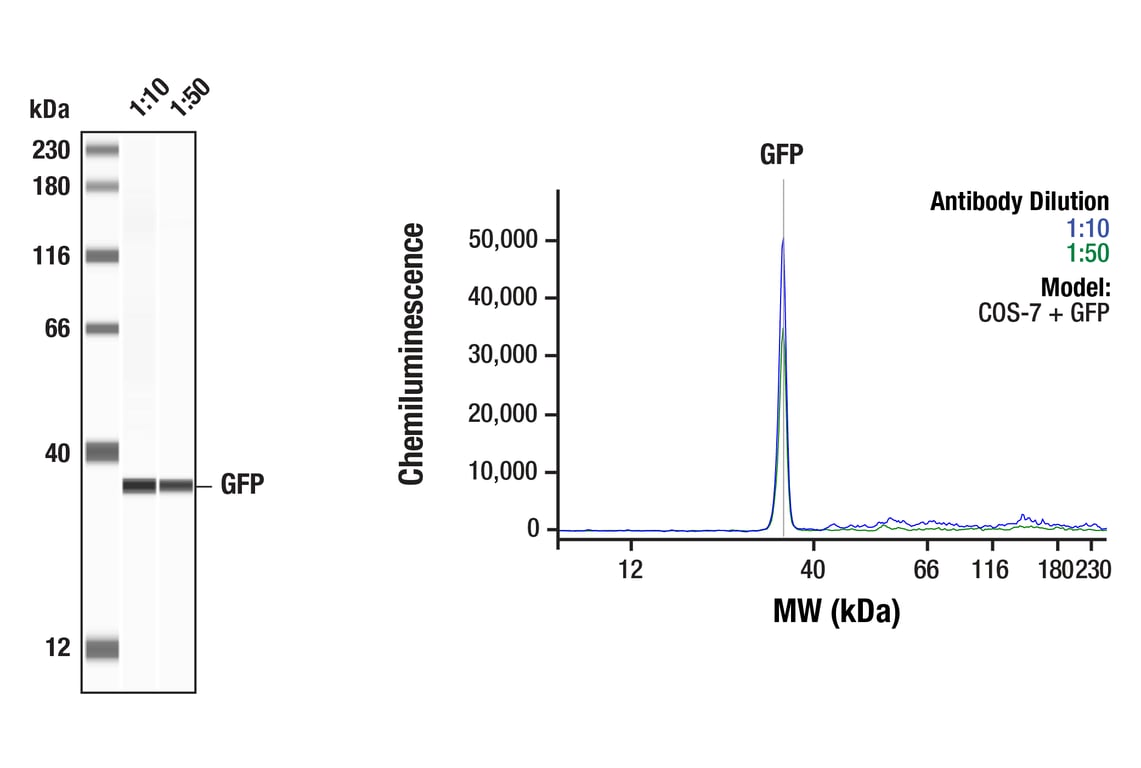 Western Blotting Image 1: GFP (4B10) Mouse mAb
