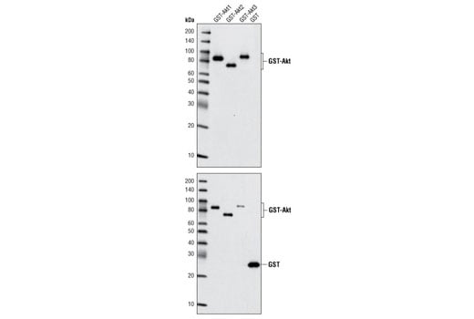 Western Blotting Image 2: Akt (pan) (40D4) Mouse mAb (BSA and Azide Free)
