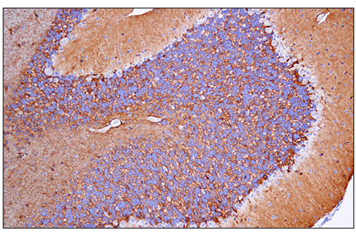 Immunohistochemistry Image 4: AQP4 (D1F8E) XP<sup>®</sup> Rabbit mAb (BSA and Azide Free)