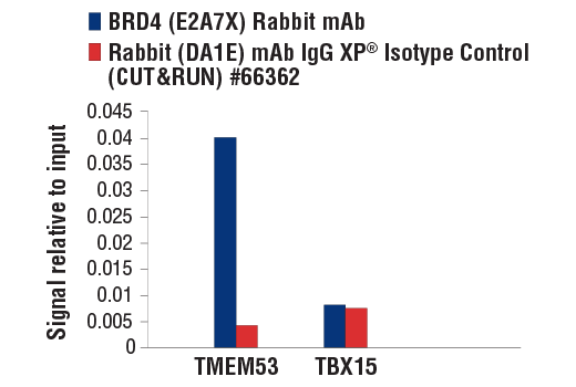 CUT & RUN Image 3: BRD4 (E2A7X) Rabbit mAb