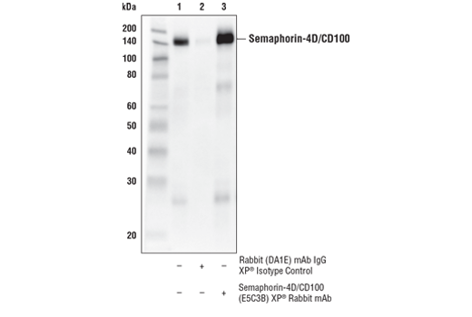 Immunoprecipitation Image 1: Semaphorin-4D/CD100 (E5C3B) XP<sup>®</sup> Rabbit mAb