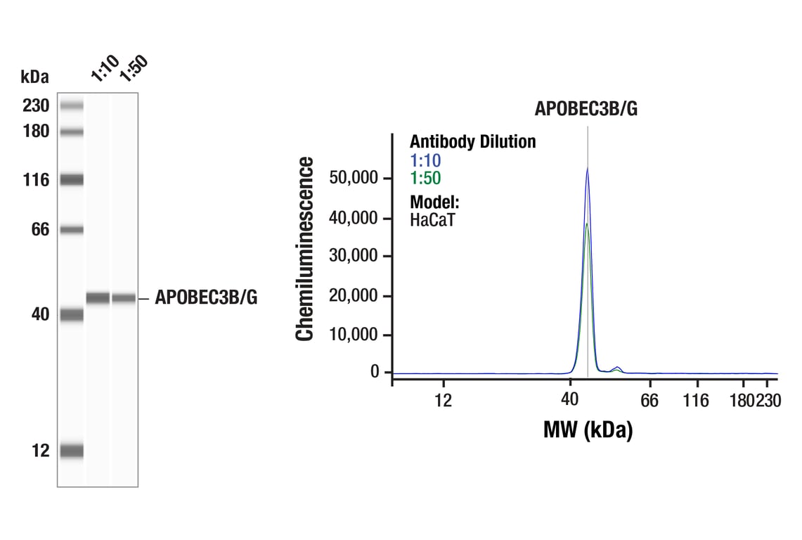 Western Blotting Image 1: APOBEC3A/B/G (5210-87-13) Rabbit mAb