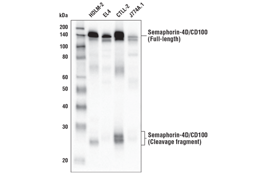 Western Blotting Image 3: Semaphorin-4D/CD100 (E5C3B) XP<sup>®</sup> Rabbit mAb