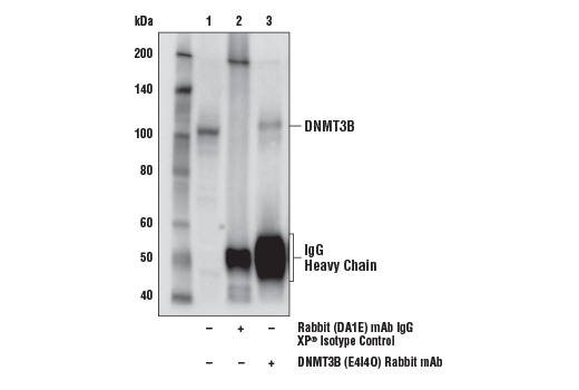 Immunoprecipitation Image 1: DNMT3B (E4I4O) Rabbit mAb