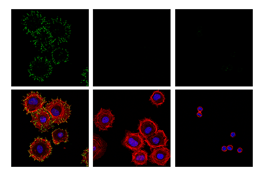 undefined Image 4: PhosphoPlus<sup>®</sup> Paxillin (Tyr118) Antibody Duet