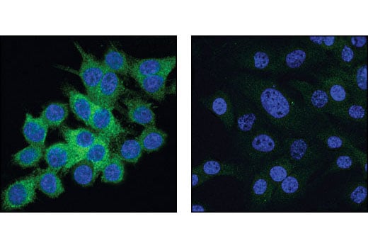 Immunofluorescence Image 1: IKKε (D61F9) XP<sup>®</sup> Rabbit mAb