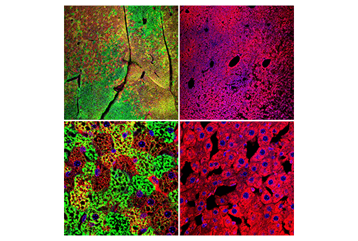 Immunofluorescence Image 1: UCP1 (E9Z2V) XP<sup>®</sup> Rabbit mAb (BSA and Azide Free)
