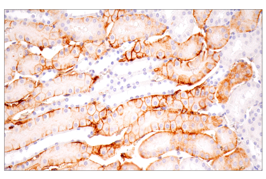 Immunohistochemistry Image 5: CD36 (E8B7S) Rabbit mAb