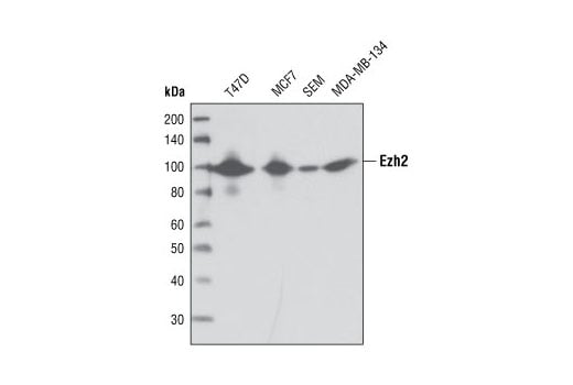 Western Blotting Image 1: Ezh2 (AC22) Mouse mAb