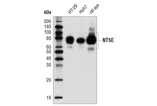 Western Blotting Image 1: NT5E/CD73 (D7F9A) Rabbit mAb (BSA and Azide Free)