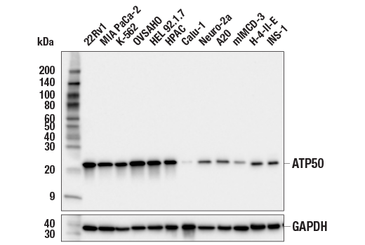 Western Blotting Image 1: ATP5O (E7F4U) Rabbit mAb