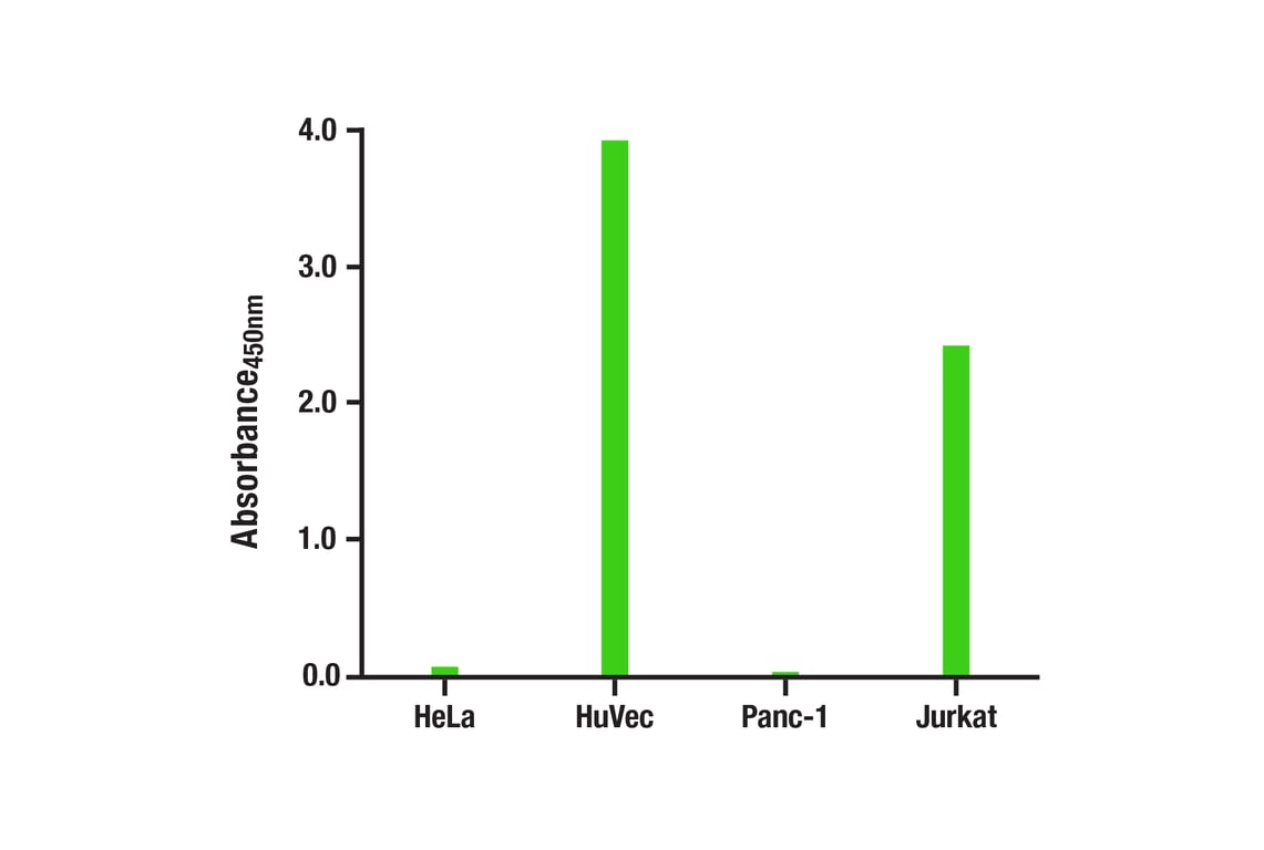 ELISA Image 1: CD31 (PECAM-1) (89C2) Mouse mAb (BSA and Azide Free)