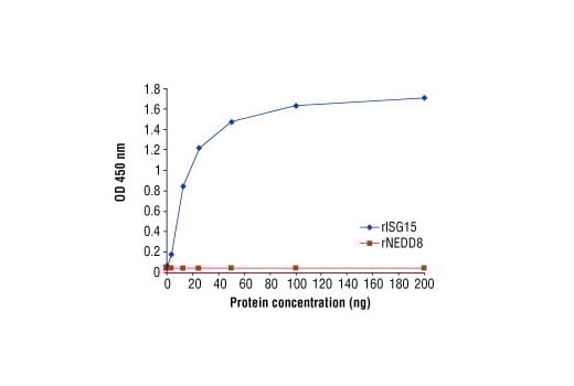 E Image 1: ISG15 Antibody