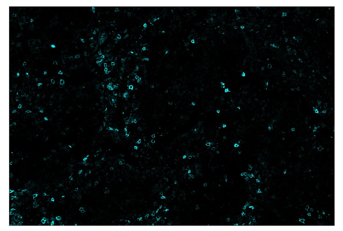 Immunohistochemistry Image 5: ICOS (D1K2T<sup>™</sup>) & CO-0027-750 SignalStar<sup>™</sup> Oligo-Antibody Pair