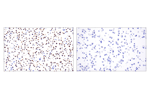Immunohistochemistry Image 4: HPK1 (E1C3L) Rabbit mAb (BSA and Azide Free)