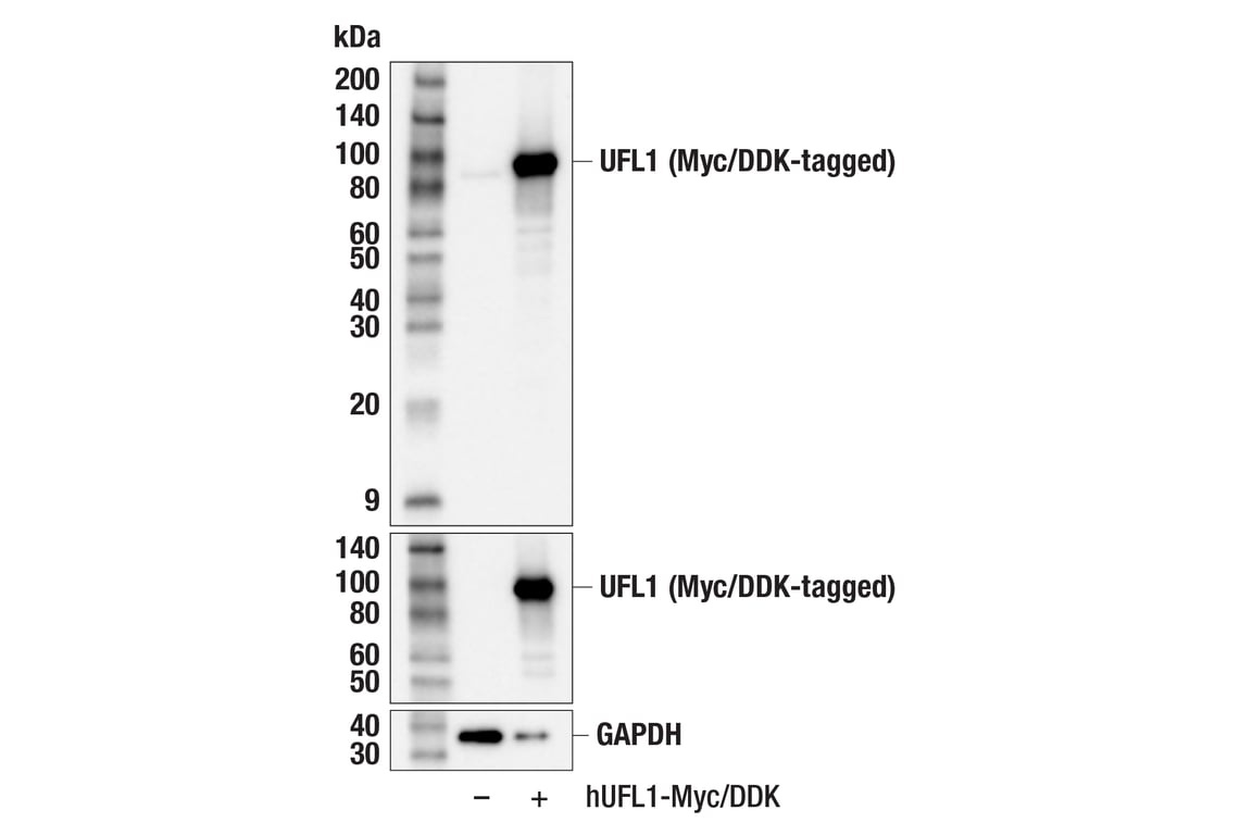 Western Blotting Image 3: UFL1 (F5P6L) Rabbit mAb