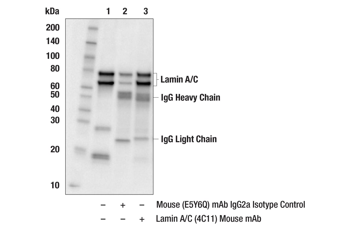 undefined Image 8: Microglia Cross Module Antibody Sampler Kit