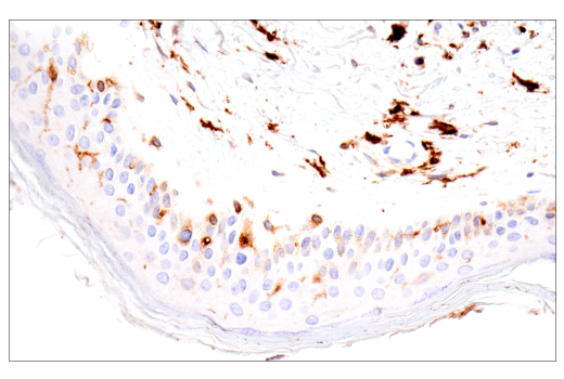 Immunohistochemistry Image 9: p22phox (E7Y1F) XP<sup>®</sup> Rabbit mAb