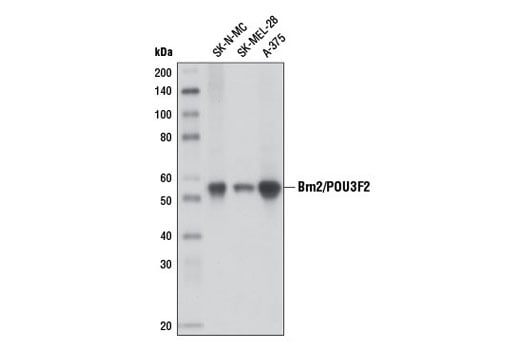 Western Blotting Image 1: Brn2/POU3F2 (D2C1L) Rabbit mAb (BSA and Azide Free)