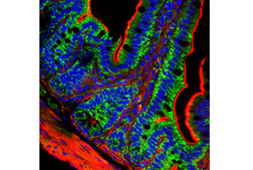 Immunofluorescence Image 1: AIF (D39D2) XP<sup>®</sup> Rabbit mAb (BSA and Azide Free)