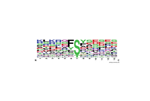 PTMScan Image 2: PTMScan<sup>®</sup> Phospho-PDK1 Docking Motif [(F/Y)p(S/T)(F/Y)] Kit