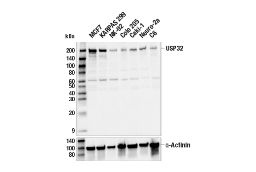 Western Blotting Image 1: USP32 (E8N8G) Rabbit mAb
