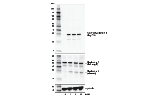 Western Blotting Image 1: Cleaved Gasdermin D (Asp275) (E7H9G) Rabbit mAb (BSA and Azide Free)