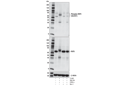 Western Blotting Image 2: Phospho-RIP3 (Ser227) (D6W2T) Rabbit mAb