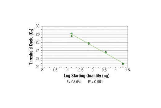 Chromatin Immunoprecipitation Image 2: SimpleChIP<sup>®</sup> Mouse PITX3 Intron 1 Primers