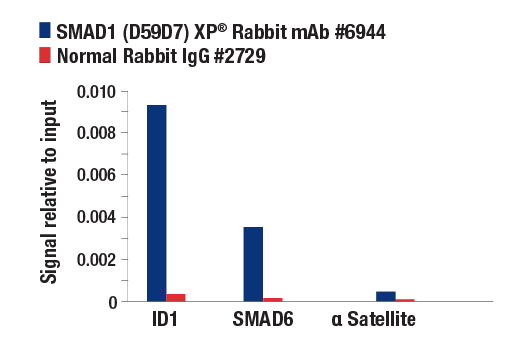 Chromatin Immunoprecipitation Image 1: SMAD1 (D59D7) XP<sup>®</sup> Rabbit mAb