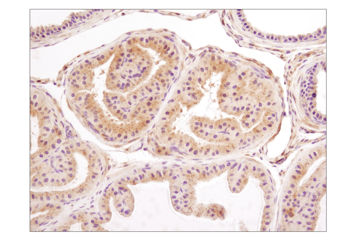 Immunohistochemistry Image 3: LC3A/B (D3U4C) XP<sup>®</sup> Rabbit mAb (BSA and Azide Free)