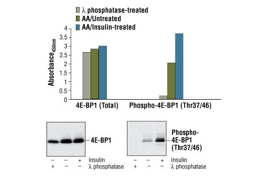 ELISA Image 1: PathScan<sup>®</sup> Total 4E-BP1 Sandwich ELISA Kit