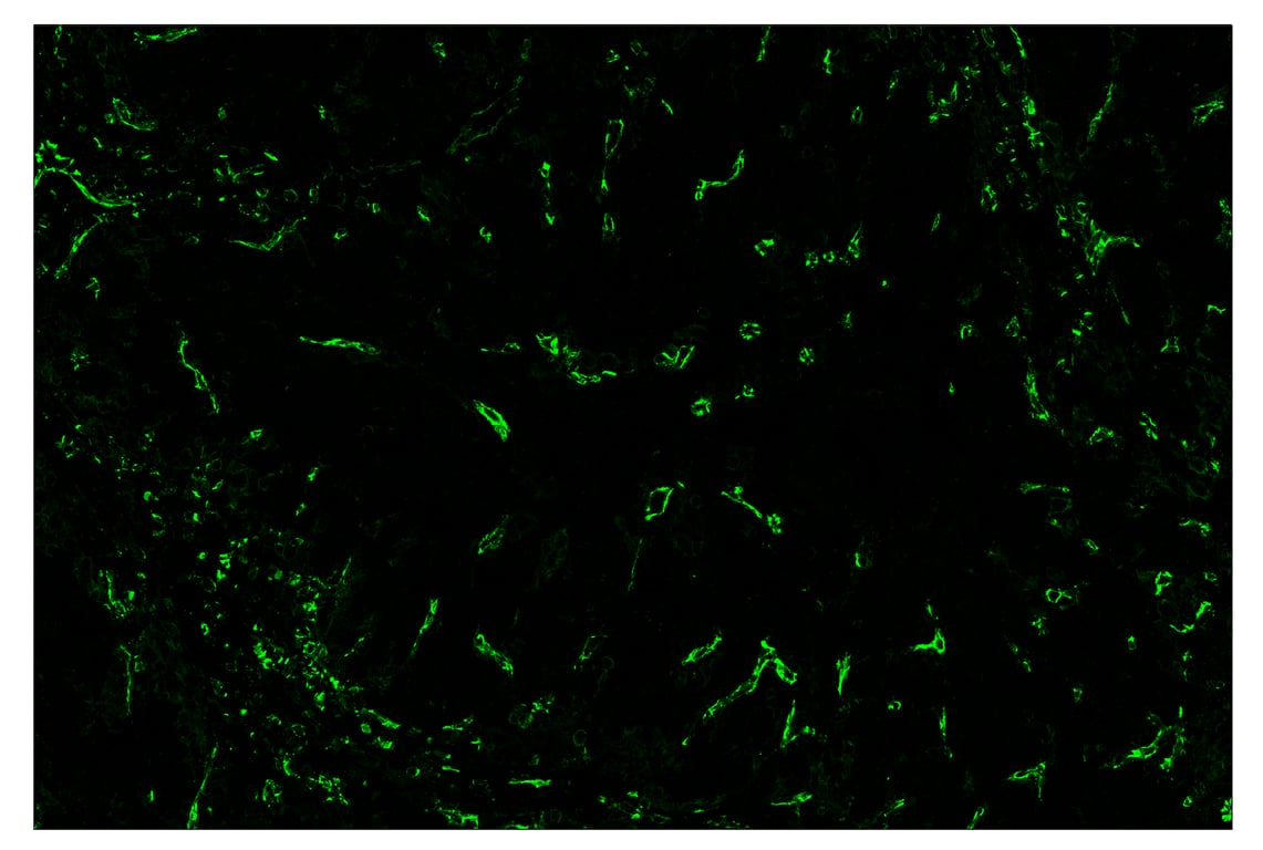 Immunohistochemistry Image 2: CD31 (PECAM-1) (89C2) & CO-0028-750 SignalStar<sup>™</sup> Oligo-Antibody Pair