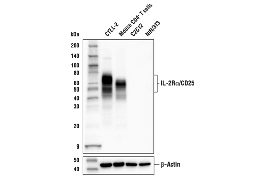 Western Blotting Image 2: IL-2Rα/CD25 (E4B2Z) XP<sup>®</sup> Rabbit mAb (BSA and Azide Free)